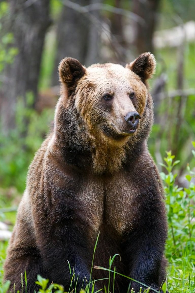 Wildlife Tourism